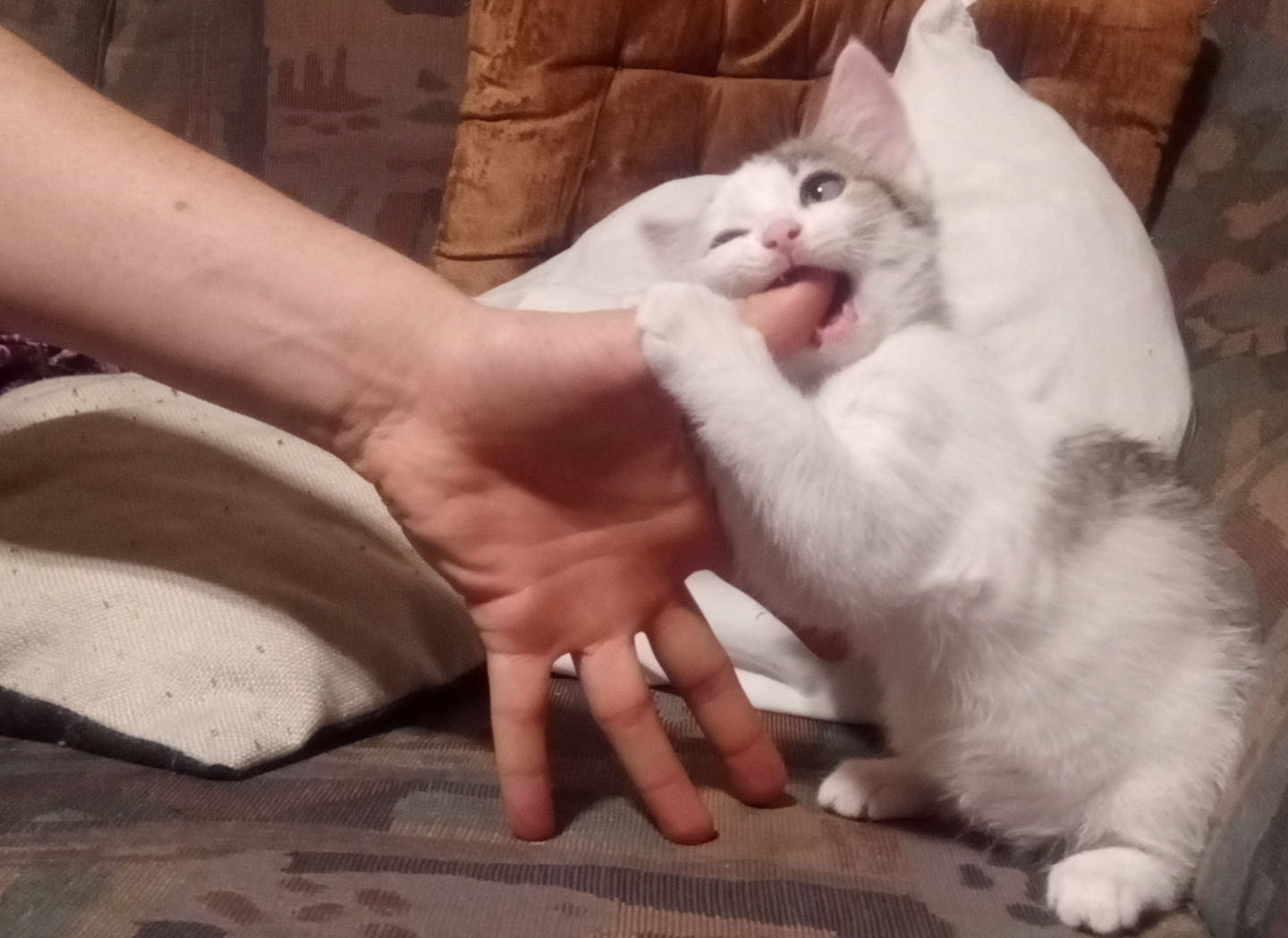 Katze Beißt Beim Schmusen