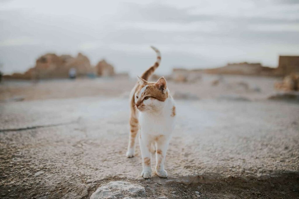 Wie die Katze nach Europa kam